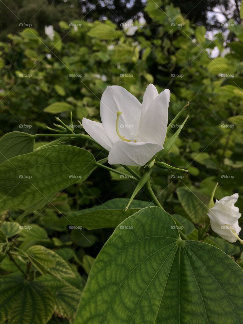 White Beauty