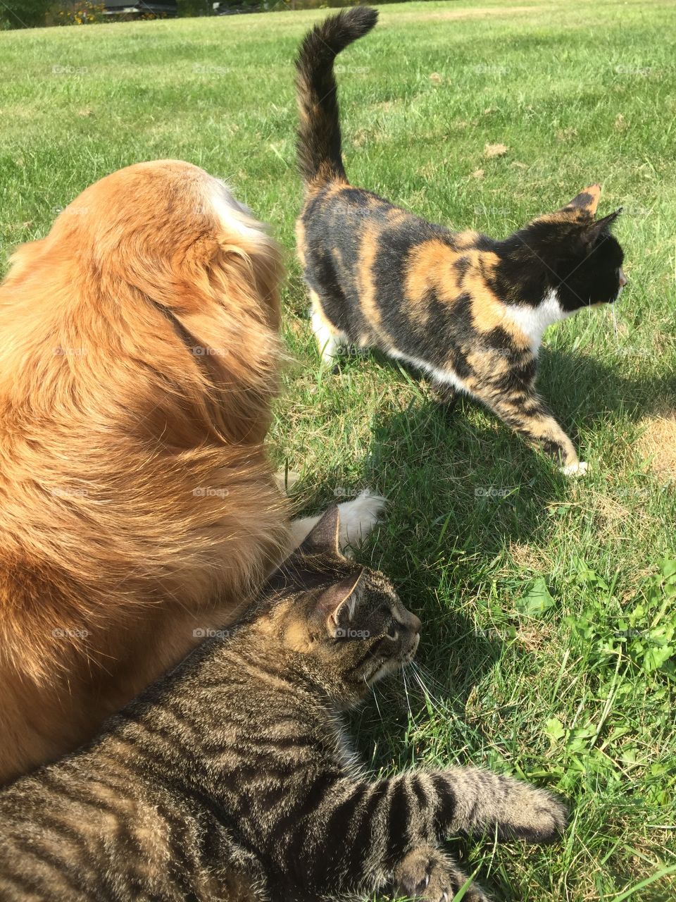 Shylo Mitzy and Noah 