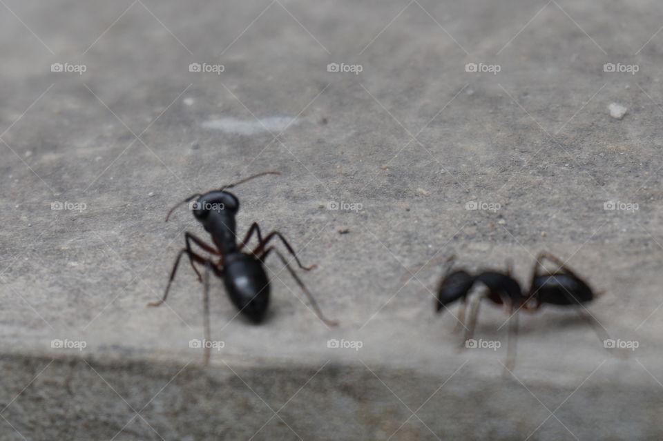 tiny big headed ant