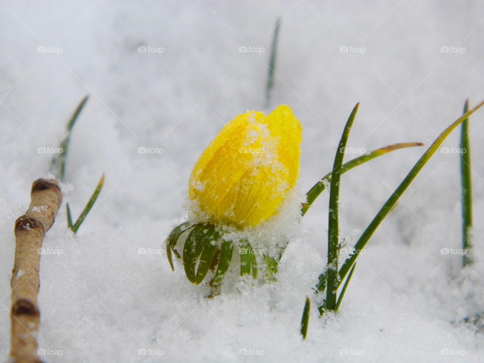 yellow flower on snow in winter