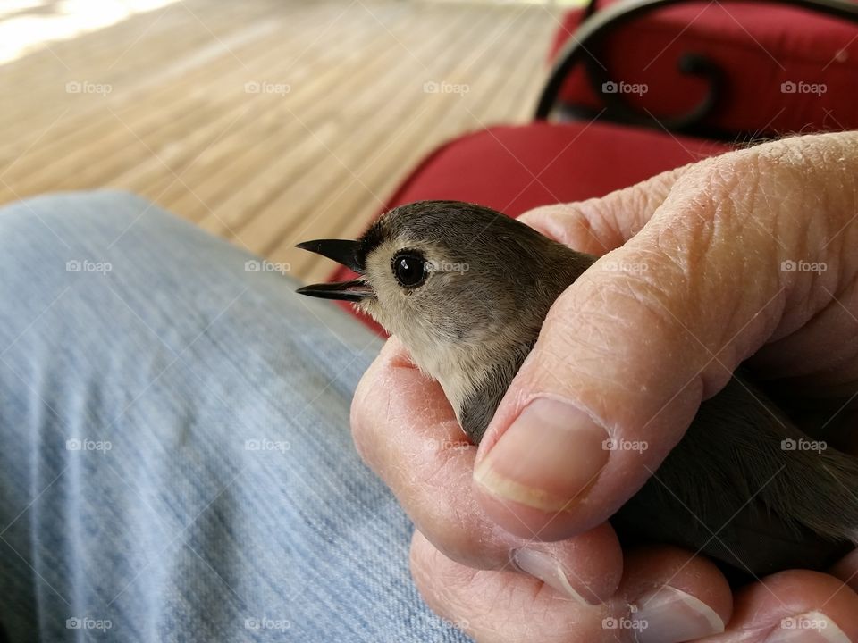 Injured bird