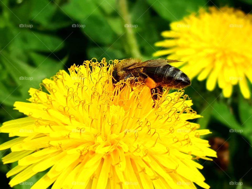 A valuable bee collects pollen and nectar on dandelion in spring.