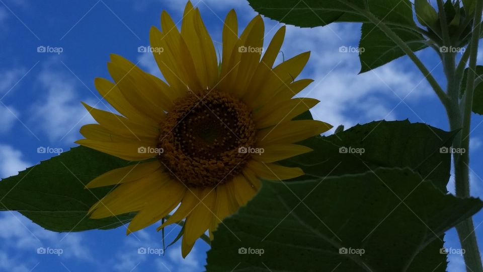 sunflower