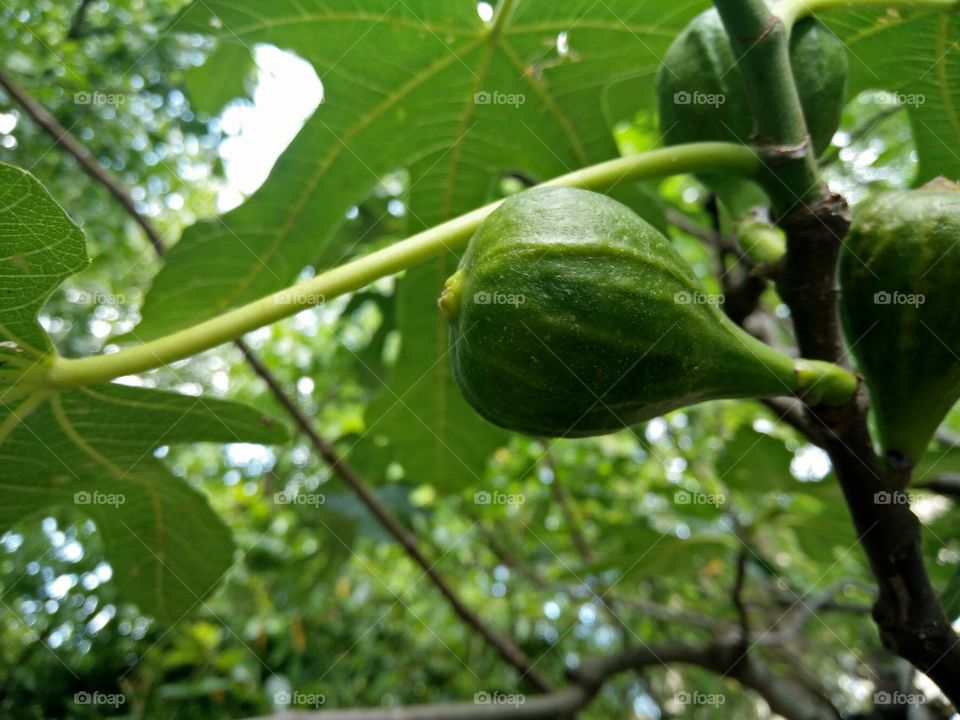 a closeup pic of a green fig fruit ripening between a fig tree branches in a garden