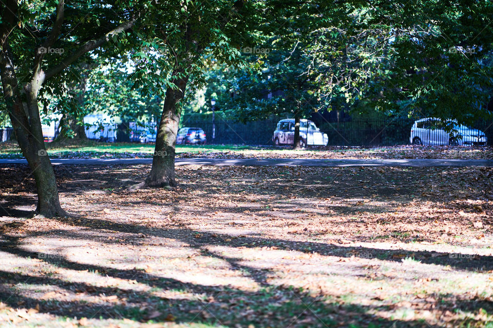 Autumn at the Park