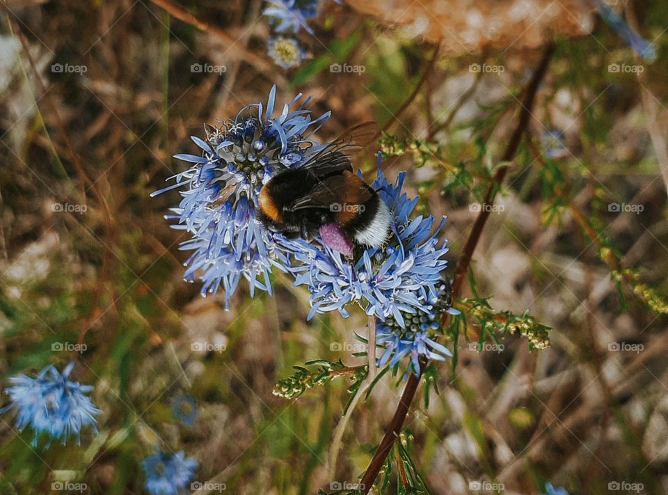 Blue flower with bee