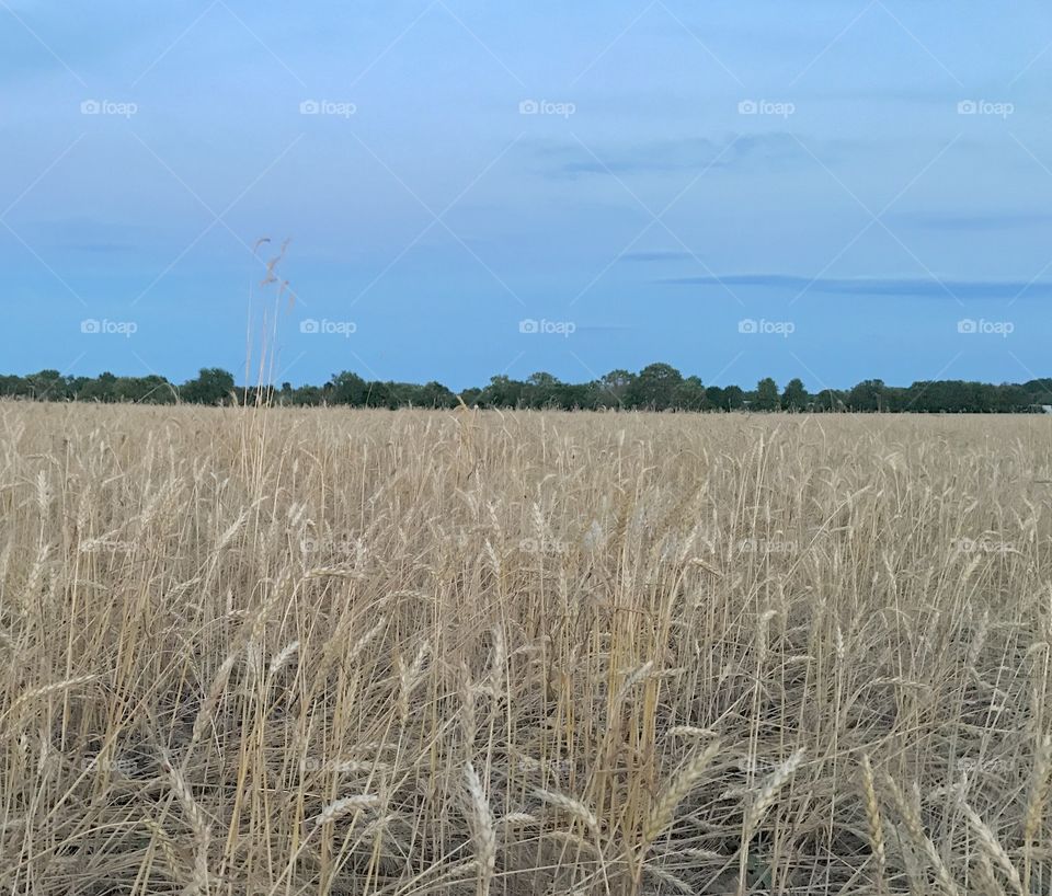 Field at Twilight