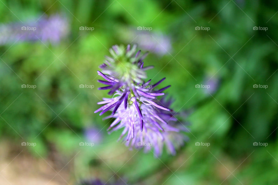 flowers macro viola fiore by eliadalmasso