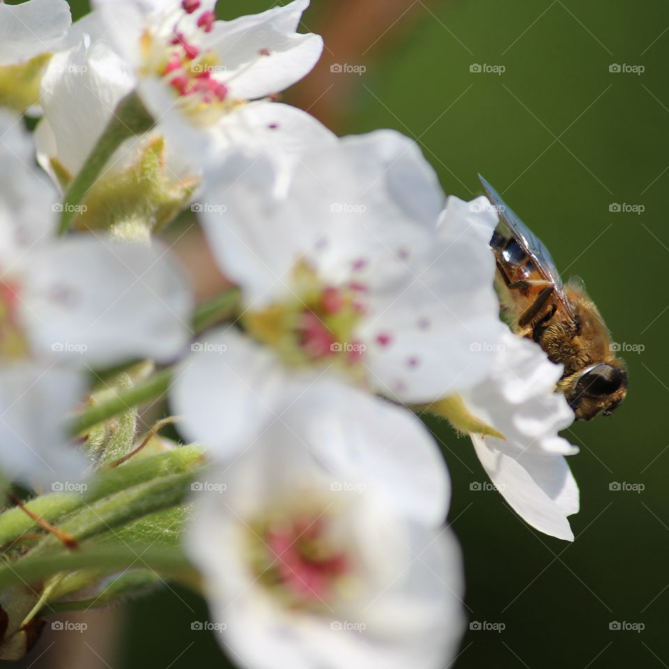 bee