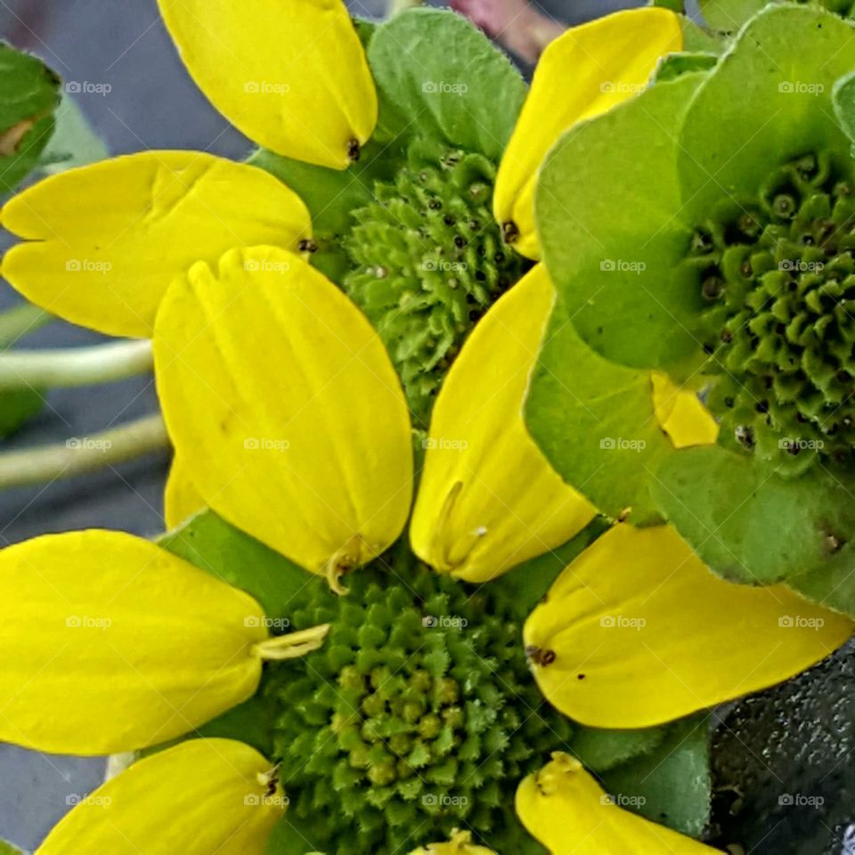 Nature, Leaf, No Person, Flora, Flower