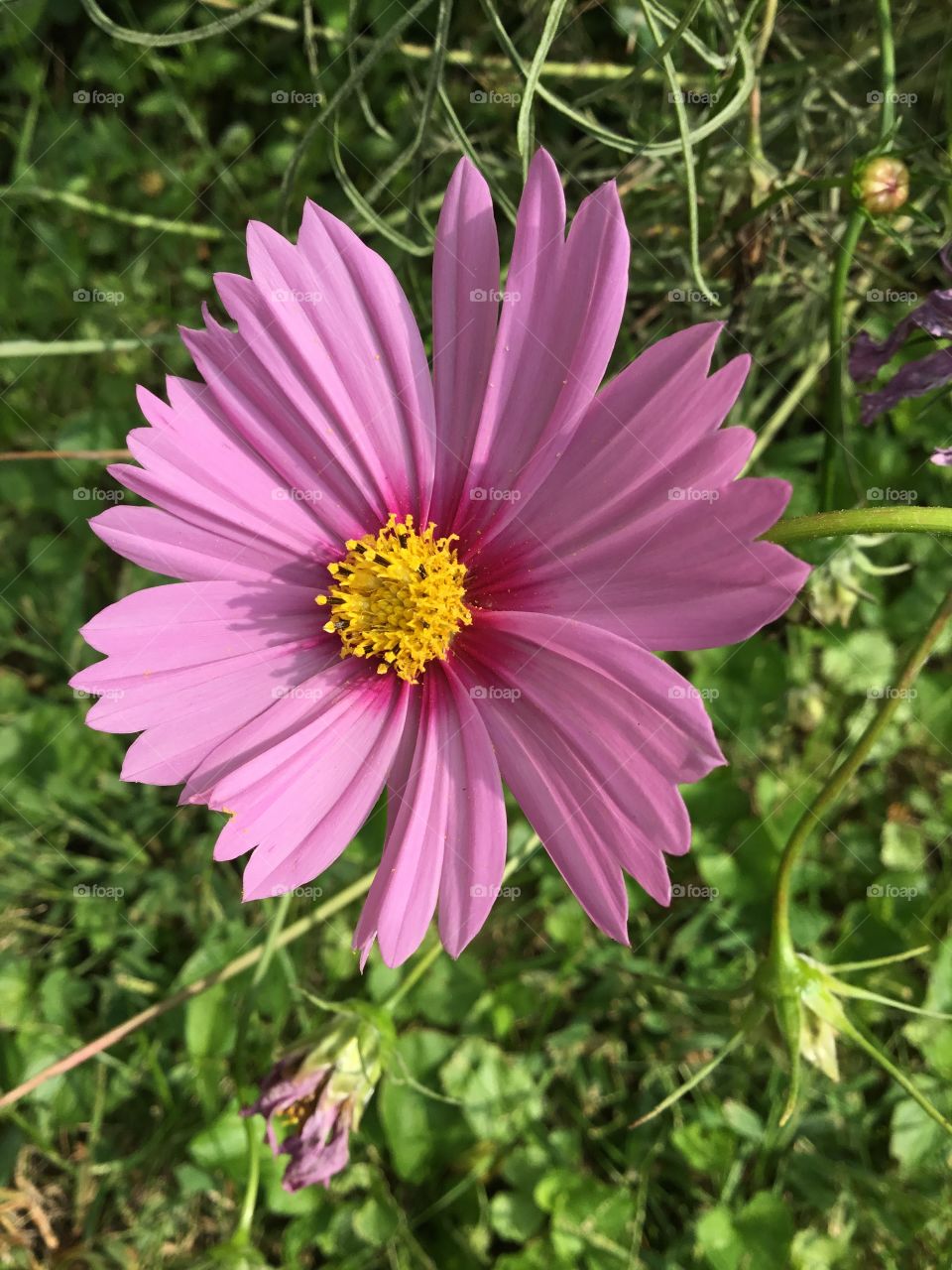 Pink cosmos painted by sunlight