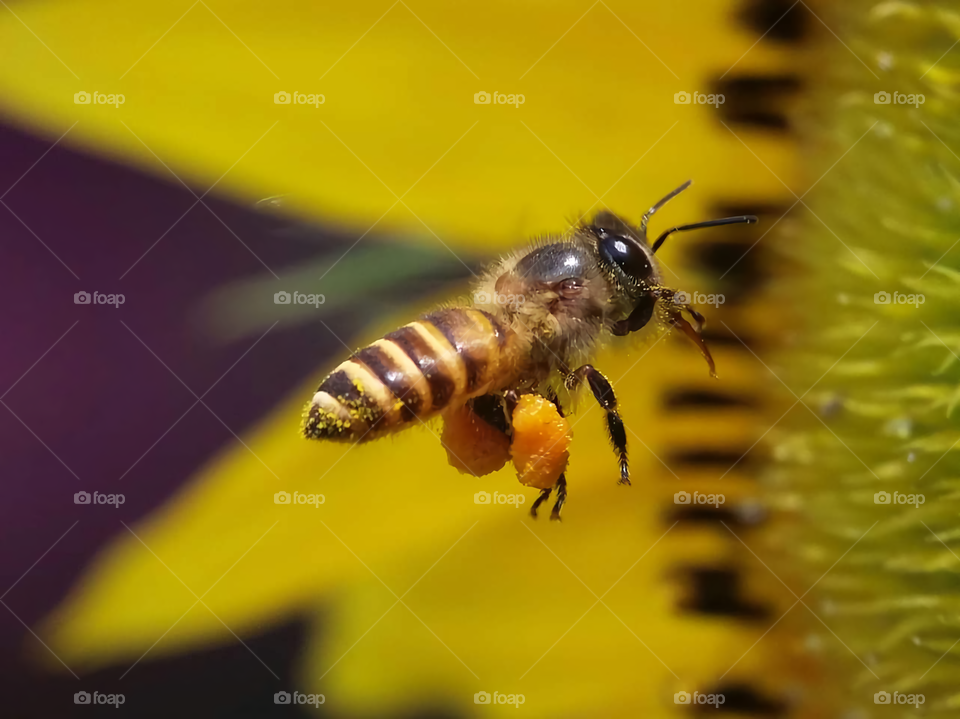 lebah mencari makan
insect from indonesia
animals from indonesia
binatang dari indonesia