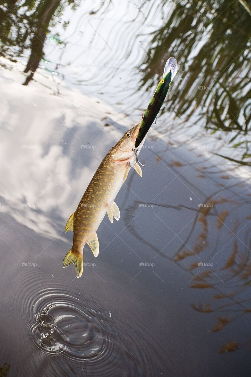 Pike hanging from a wobbler lure