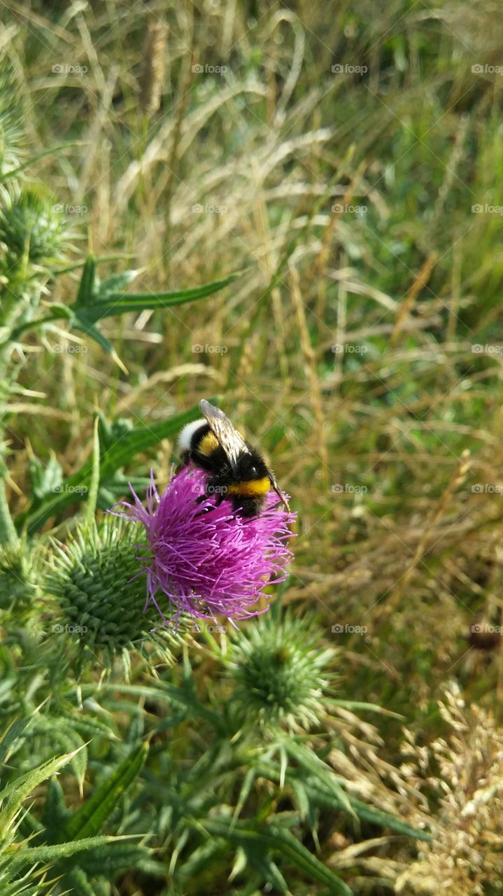 bumblebee-cze. summer2k15