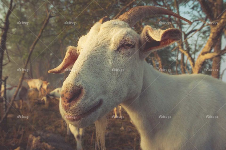 Goat enjoying sunrise