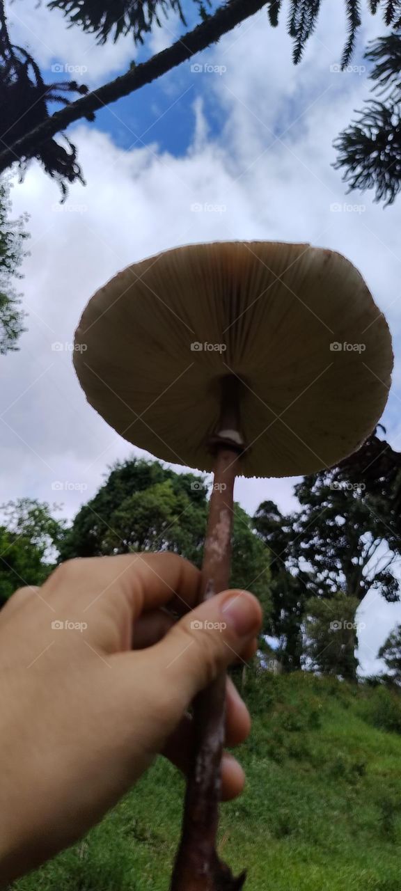 mushroom in the air