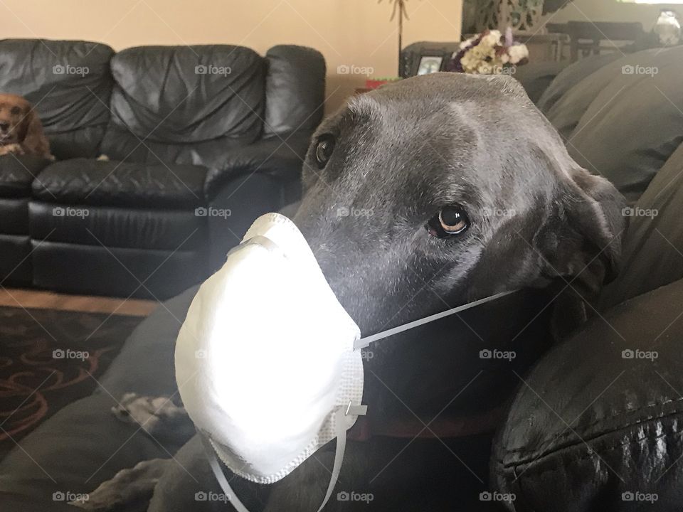 Dog gone mask