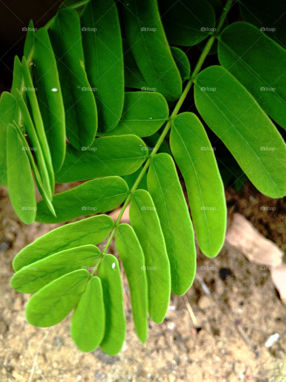 Green leaves