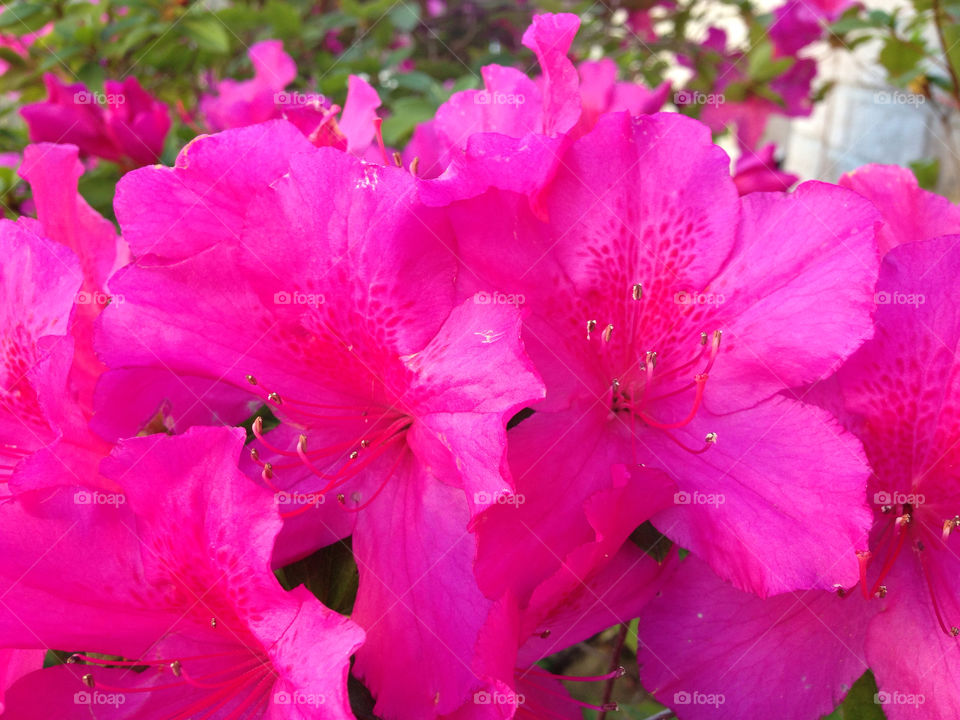 Pink Azalea