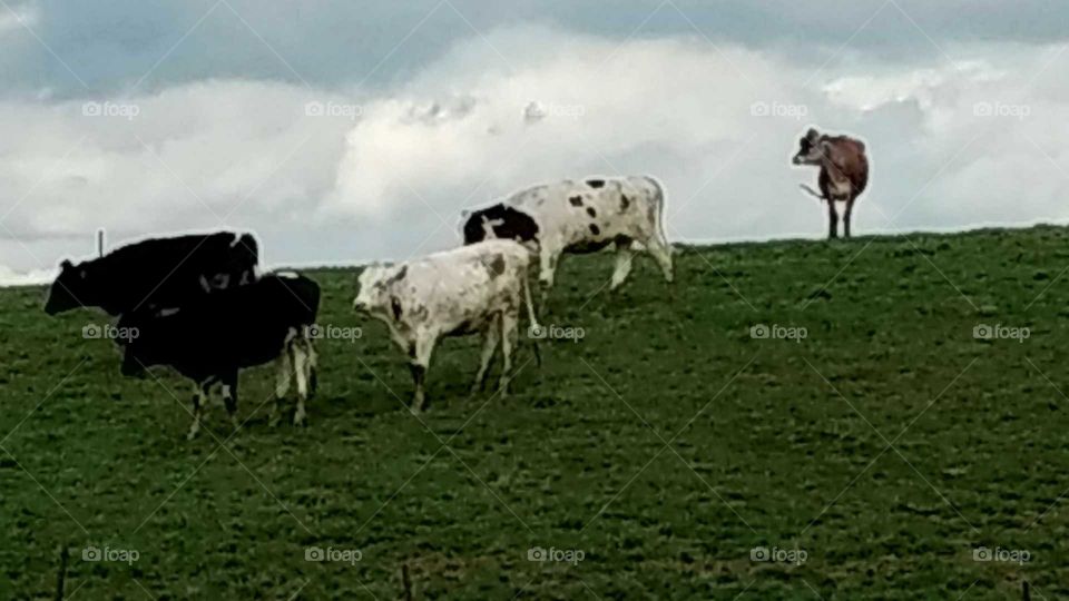 Agriculture, Farm, Livestock, Cow, Hayfield