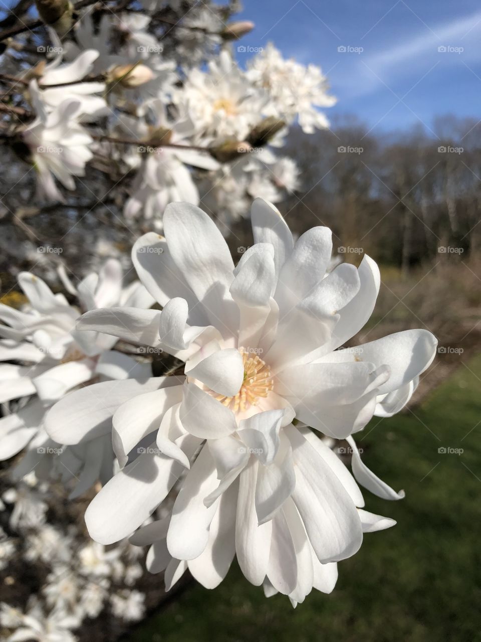 Springtime blooming flower