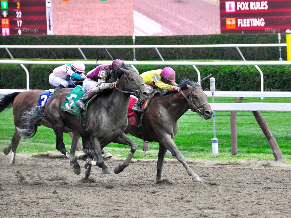 Opening Day at Saratoga . The first race of the 2015 season. Sea raven beating Royal Posse with John Velasquez in the saddle
Zazzle.com/Fleetphoto