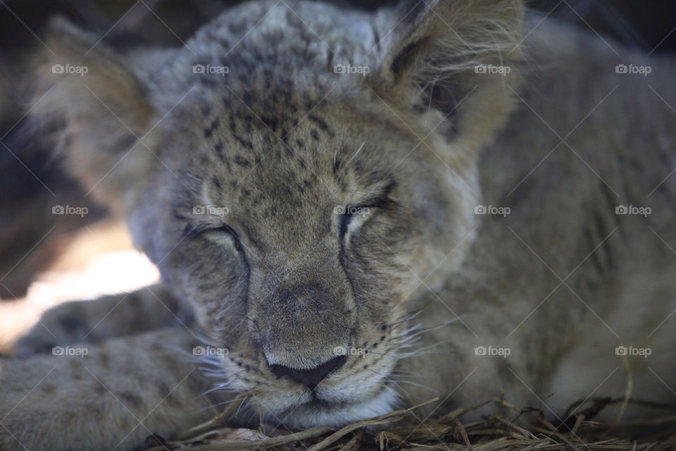 young baby mammals animals by focused