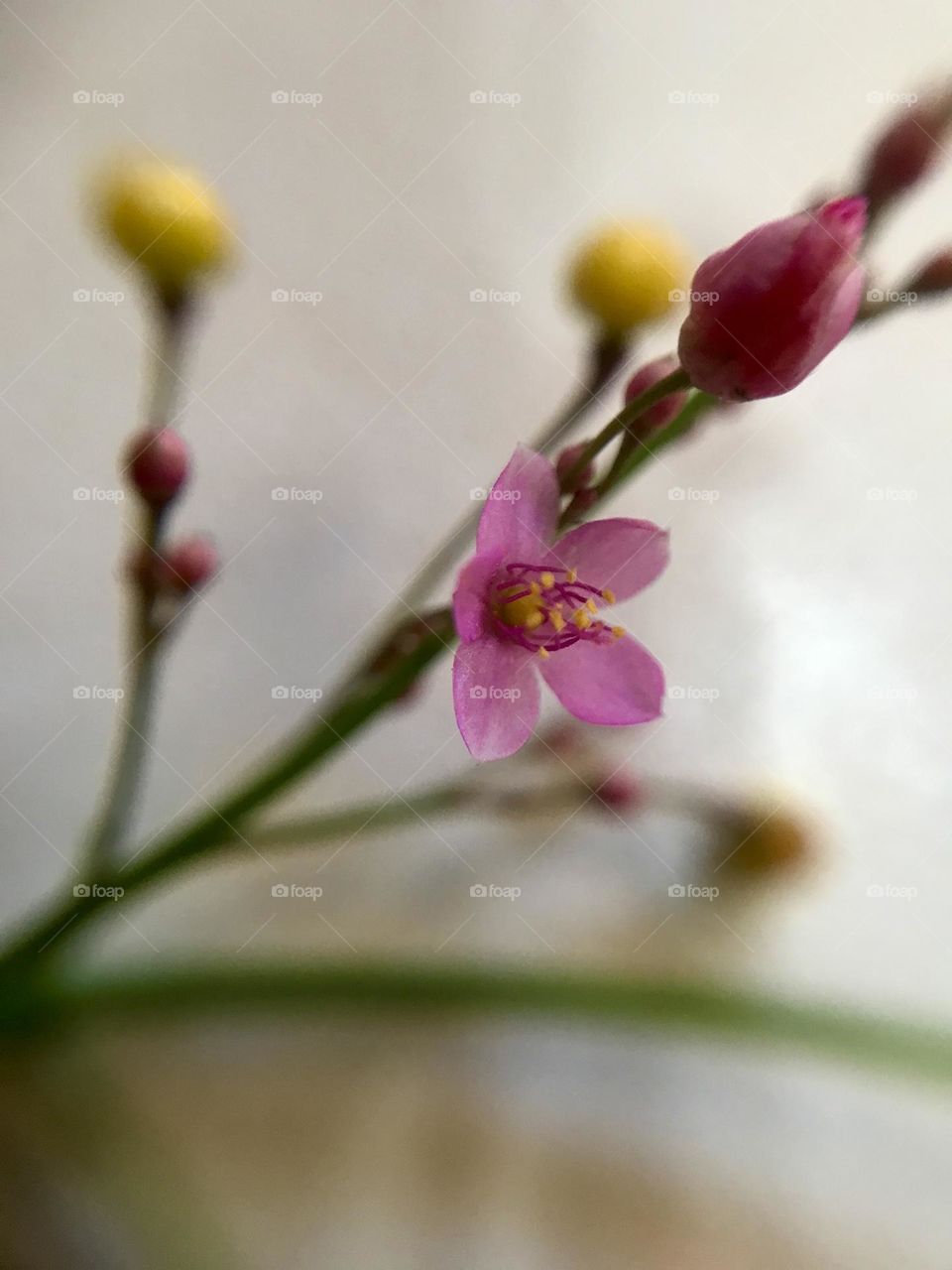 small flower under macro lens