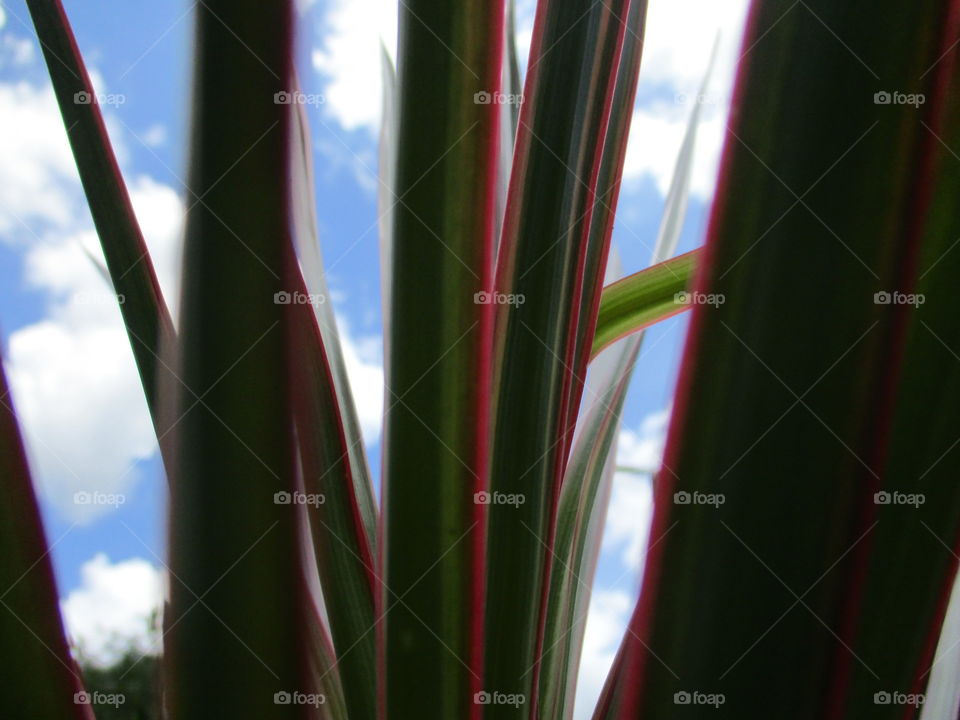 behind the plant