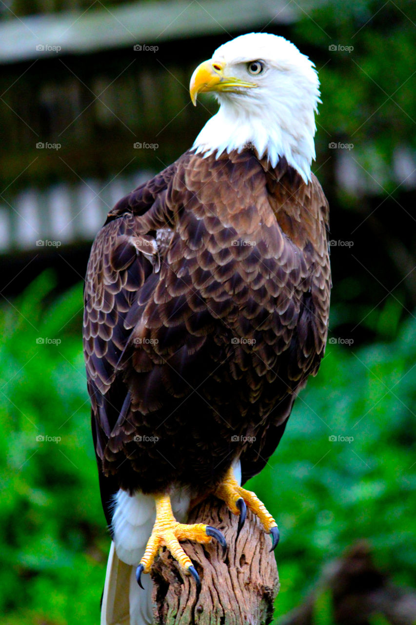 proud eagle