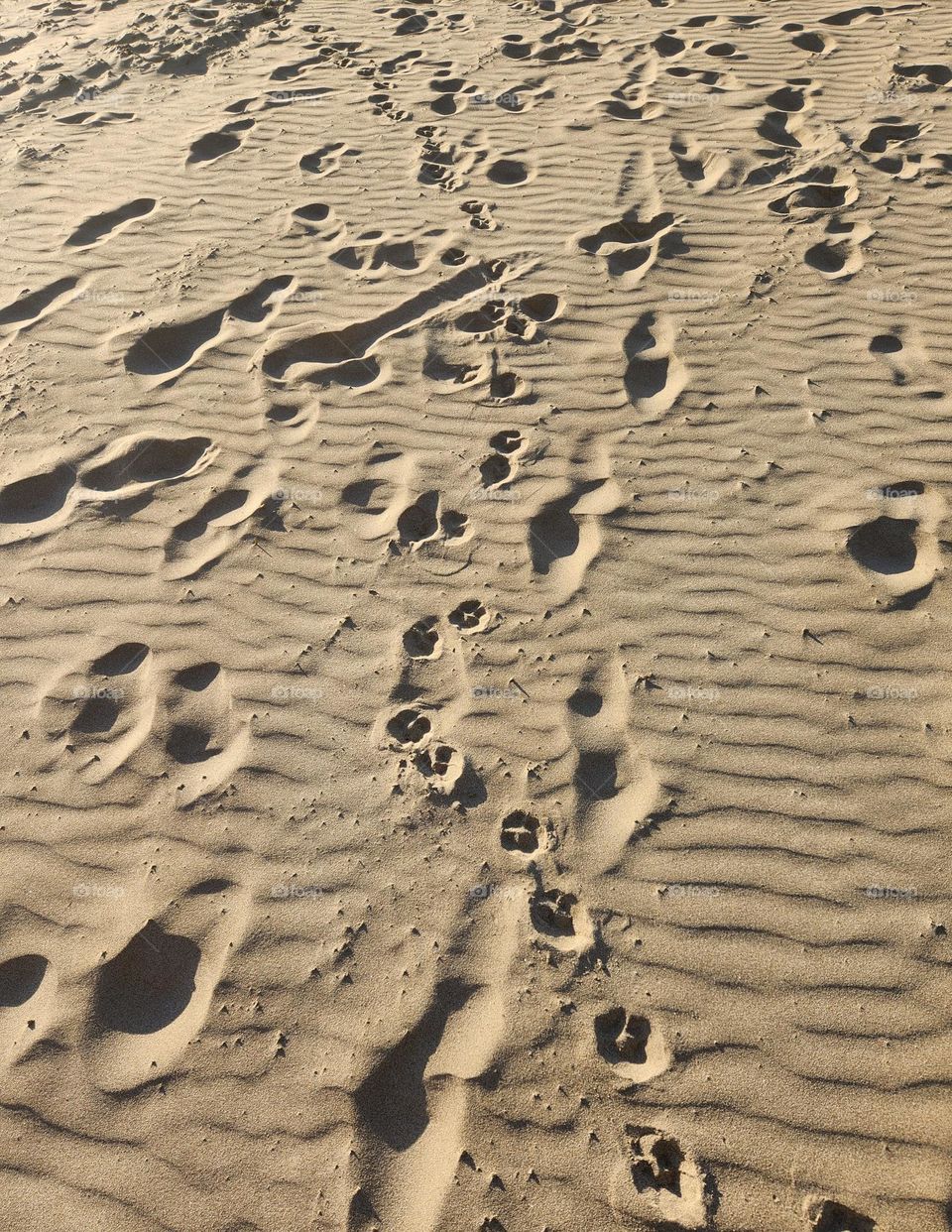 many footprints from people and dogs in the sand of a sunlit beach in Oregon on a Summer evening