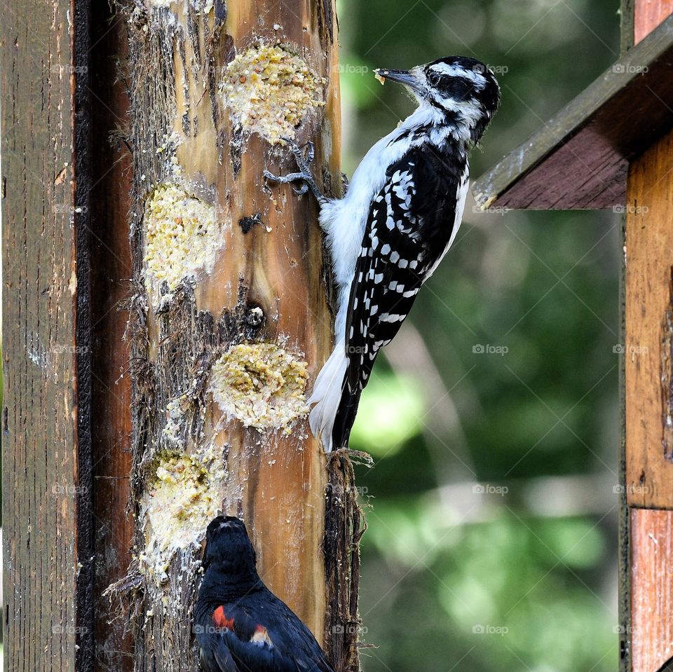 Woodpecker Chateaugay Québec 