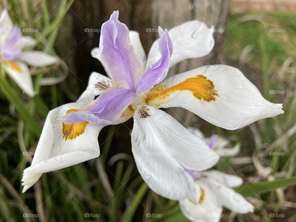 Tropical Iris