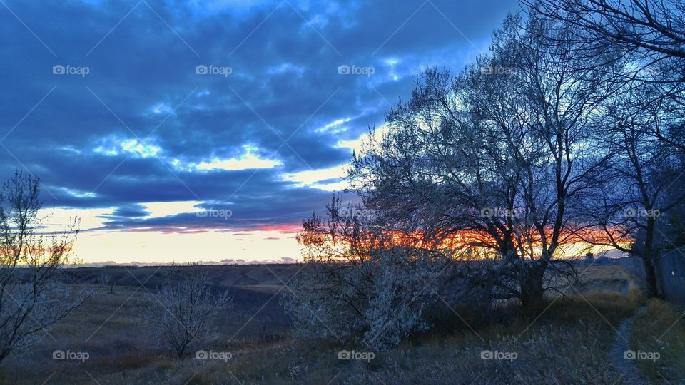 sunset through the trees