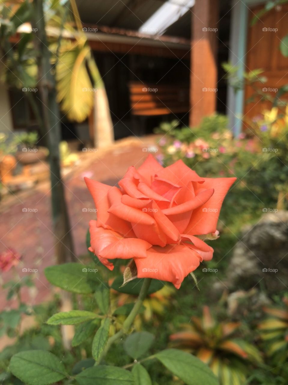 thai rose