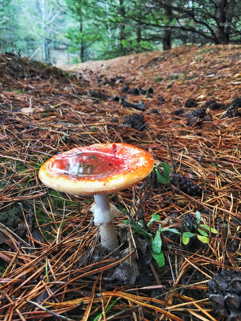 Amanita