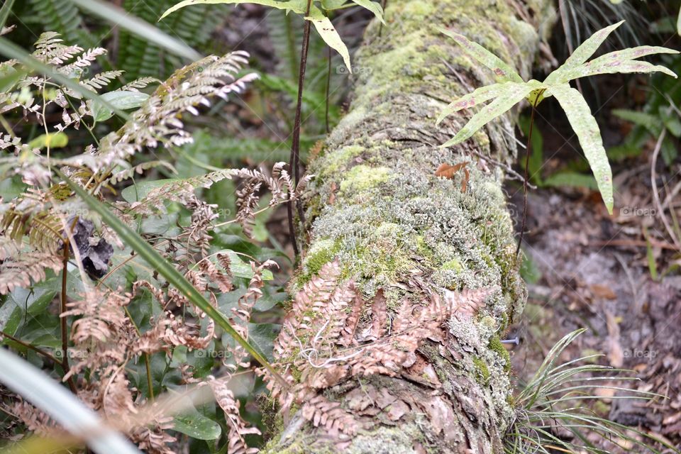 A fallen tree covered in red and green fungus with red and green leaves around it