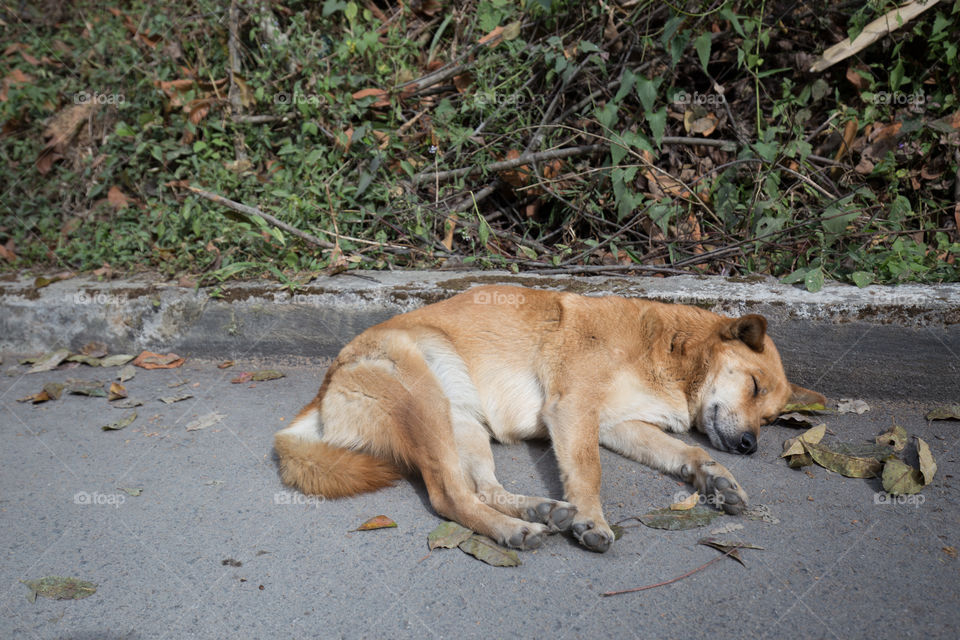 Dog sleeping on the road