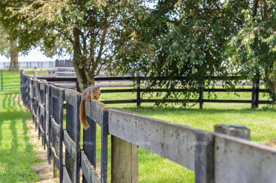 Squirrel on a rustic wooden fence in a field