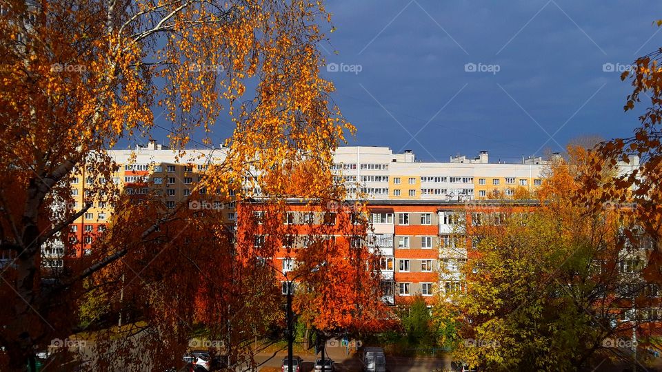 autumn from the window