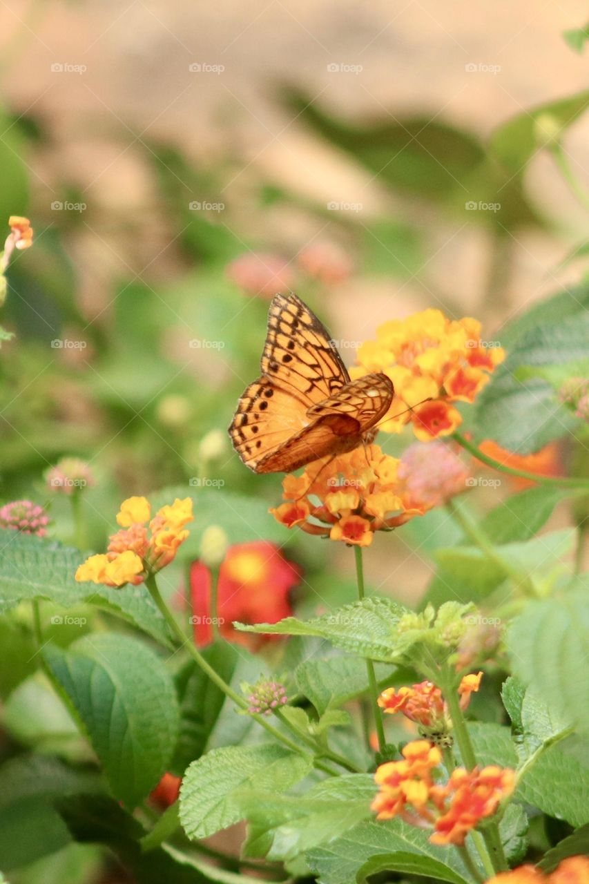 A very vibrant, colorful scene with yellow, orange and reddish flowers, and an orange and black butterfly