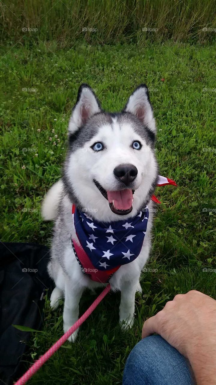 Patriotic Husky