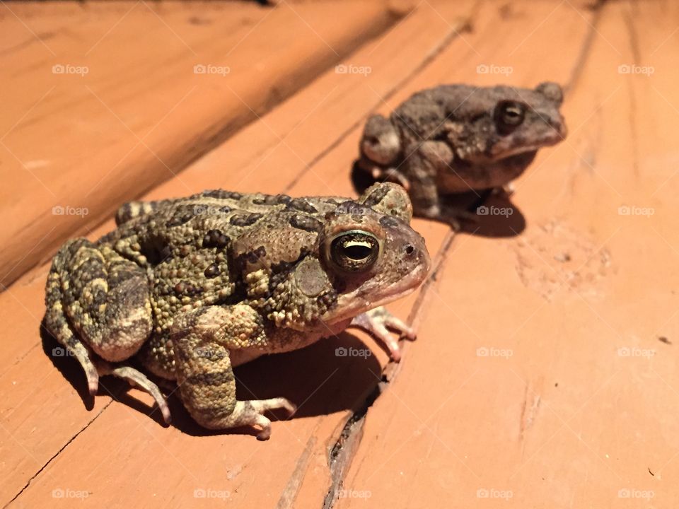 Frogs/toads on the porch
