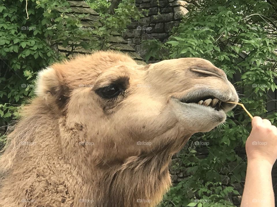 Camel up close