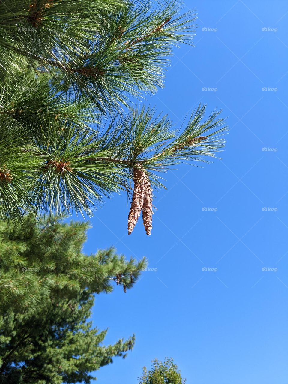 pine tree