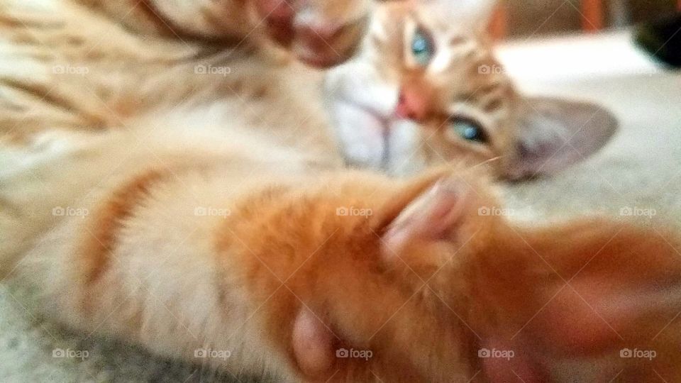 closeup cat with paws