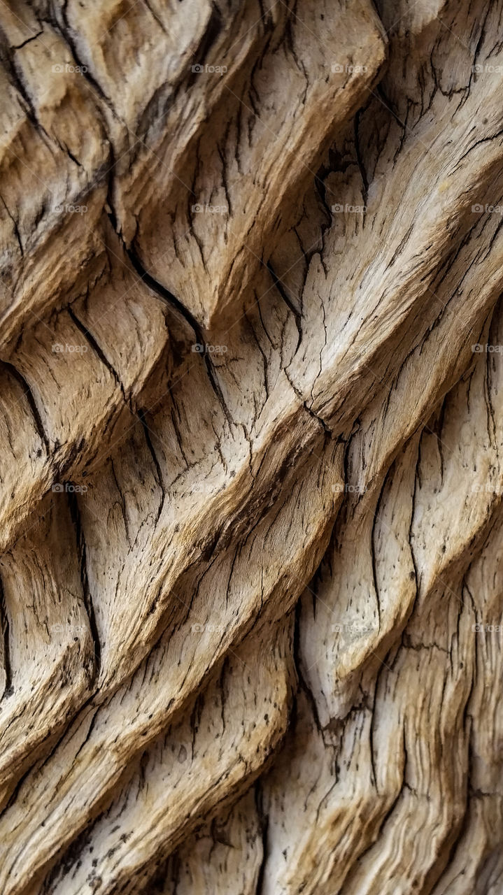 tree bark pattern