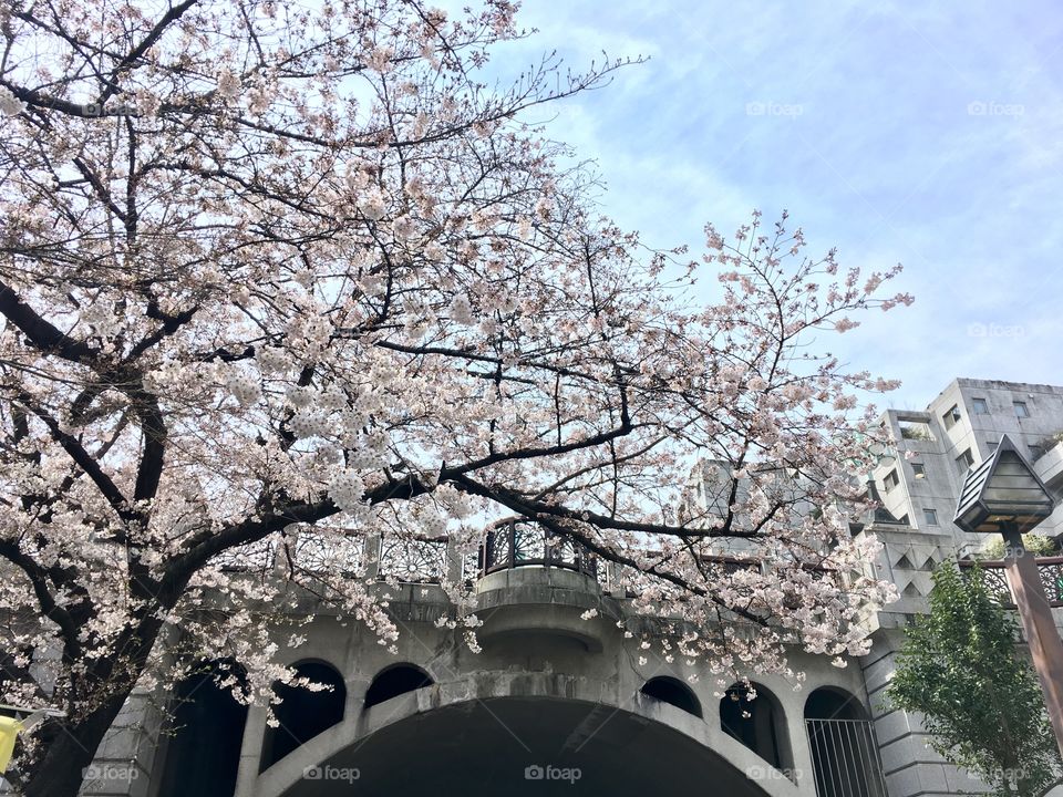 Cherry blossoms near Oji Station, Tokyo. Spring 2017. 