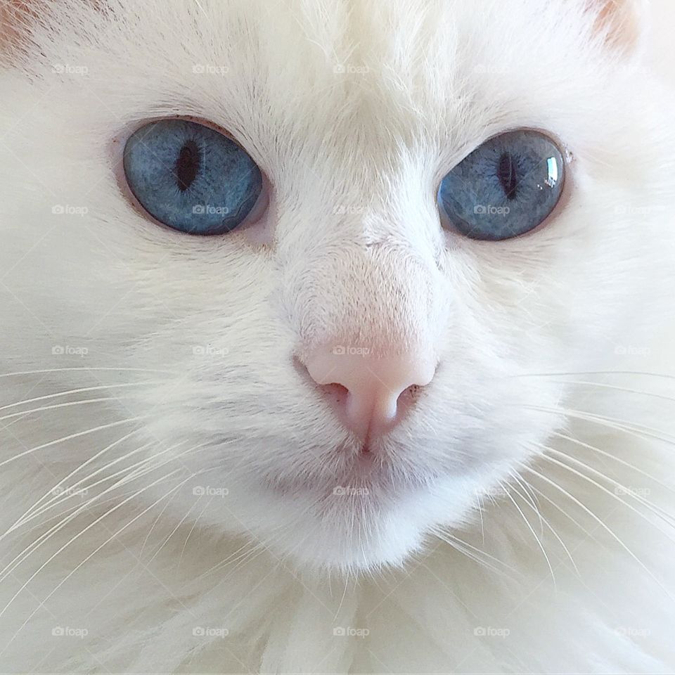 White Cat 
