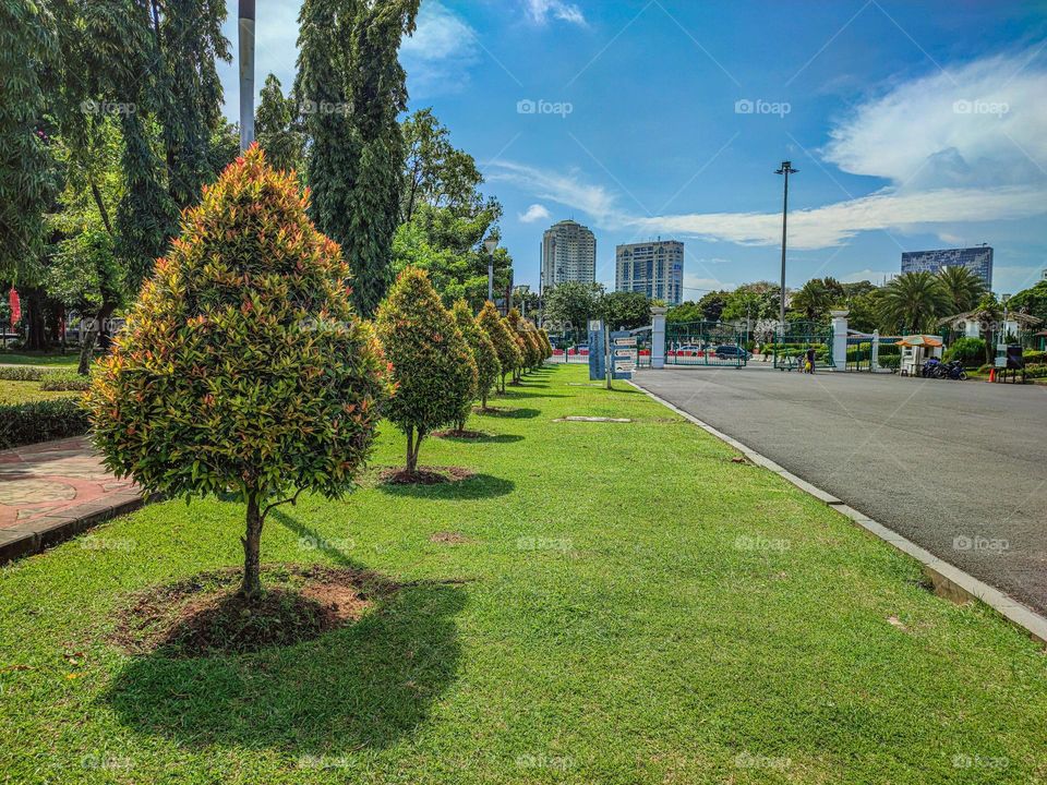 triangular pruned trees